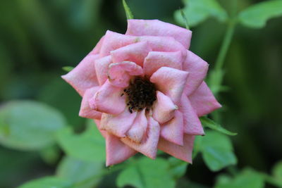 Close-up of pink flower blooming outdoors