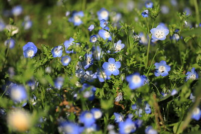 Close-up of white flowering plants