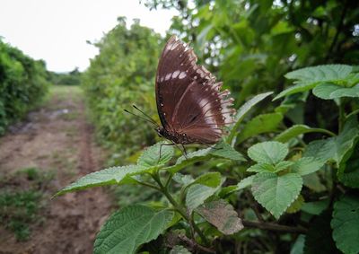 Close-up of butterfly on leaf