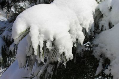 Close-up of snow on mountain
