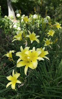 Close-up of yellow flower