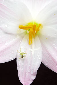 Close-up of wet white flower