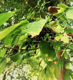 Low angle view of leaves on tree