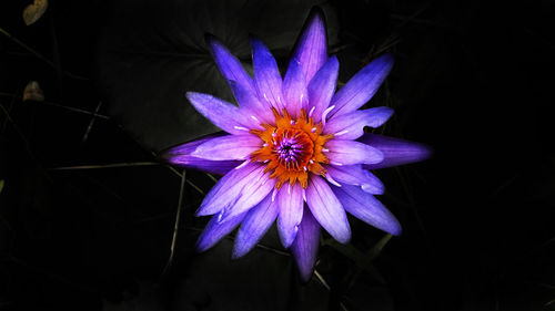 Close-up of purple flower in field