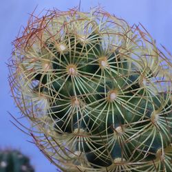 Low angle view of cactus flower against sky