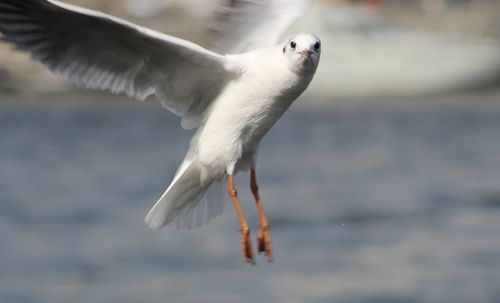 Close-up of seagull flying over sea
