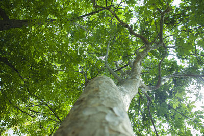 Low angle view of tree trunk