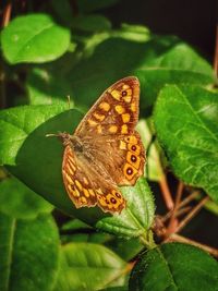 Butterfly on leaf