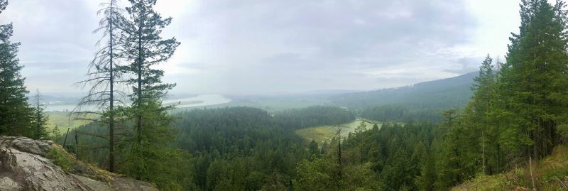 Scenic view of pine trees against sky