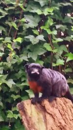 Close-up of cat on branch