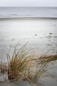 Close-up of grass on beach against sky