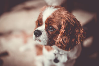 Close-up of dog