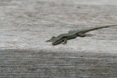 Close-up of lizard on wood