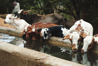 Cows in a water