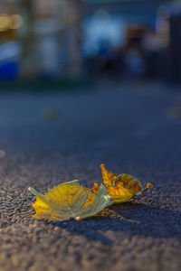 Close-up of fallen maple leaves