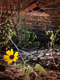 Close-up of yellow flower blooming outdoors