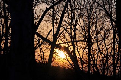 Silhouette of trees at sunset