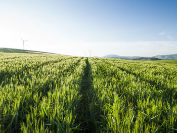 Agricultural landscape in ardales, malaga, spain