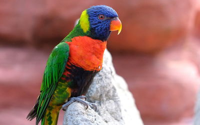 Close-up of parrot perching on rock