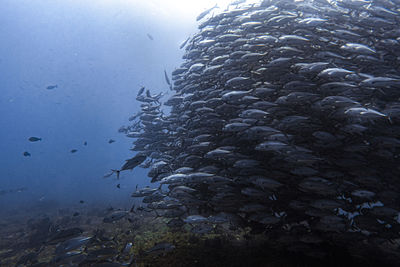 Fish swimming in sea