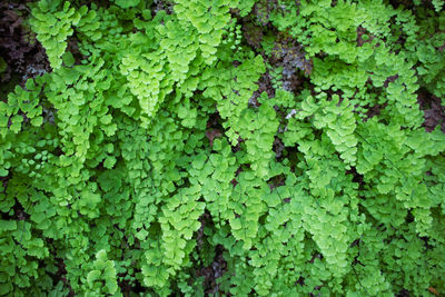 Full frame shot of ivy growing on land