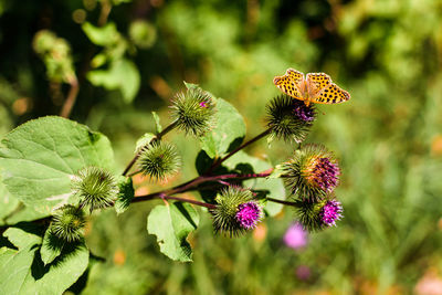 Close-up of butterfly on purple flowering plant
