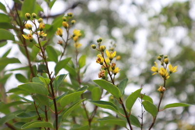 Close-up of yellow flowering plant