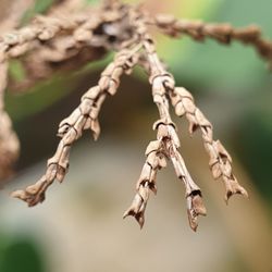 Close-up of dried plant