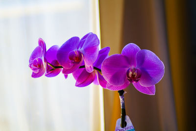 Close-up of purple orchids