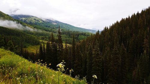 Plants growing on land against sky