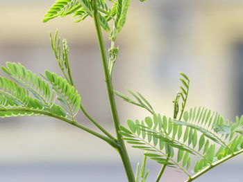 Close-up of fresh green plant