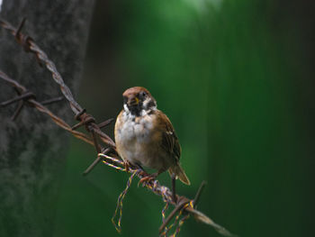 Close-up of bird perching on branch