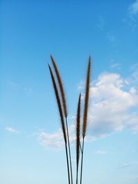 Low angle view of stalks against blue sky