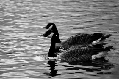 Side view of a swan swimming in lake