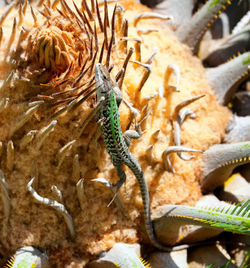 Close-up of insect on the sea