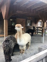 Sheep standing outdoors