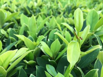 Full frame shot of plants growing on field