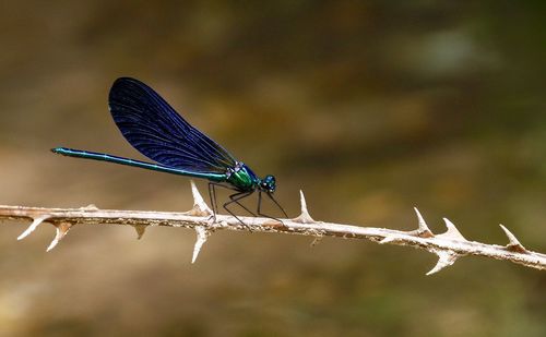 Close-up of damselfly perching on twig