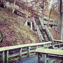 Railroad tracks amidst trees