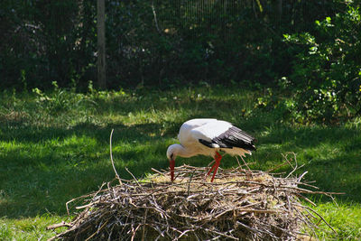 Bird perching on nest