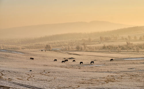 Scenic view of desert against sky during sunset