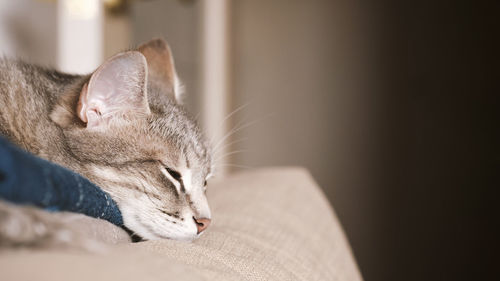 A domestic striped gray cat sleep on the bed. the cat in the home interior. 