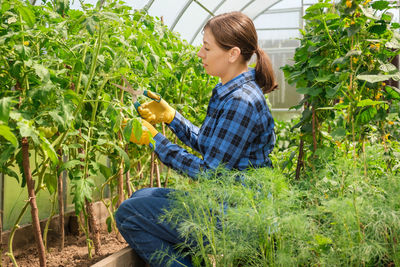 Woman in blue shirt trimming tomatoes in greenhouse. female organic farmer takes care seedlings