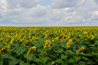 Scenic view of oilseed rape field against sky