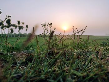 Close-up of grass on field against sky during sunset