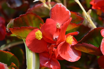 Close-up of red flowering plant