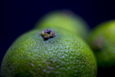 Close-up of wet leaf against black background