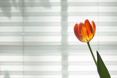 Close-up of orange tulip by window