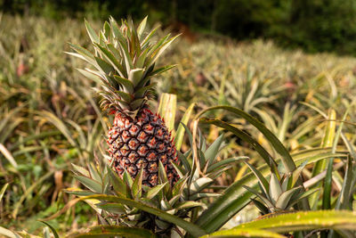 Close-up of pineapple