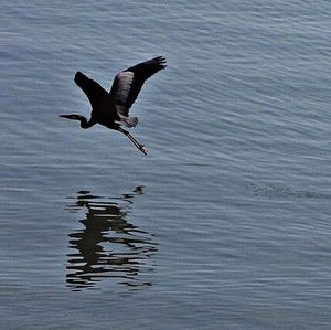 View of birds in flight